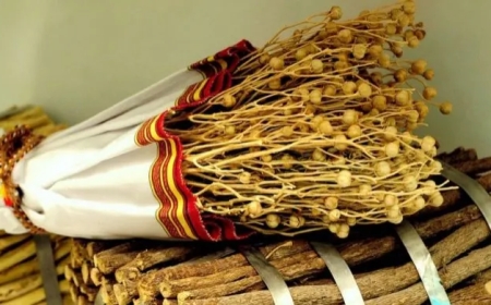 Nazirlikdən üzərlik bitkisi ilə bağlı XƏBƏRDARLIQ