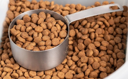 Azərbaycan İraqa heyvan yemi satışından gəlirini 6 dəfə artırıb