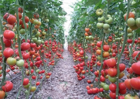 Azərbaycanda pomidor sahələrinin sığortası başlayıb