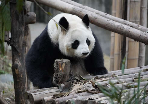 Yaponiyada dünyanın ən yaşlı pandası ölüb